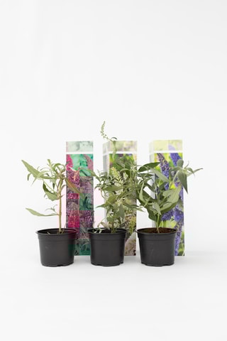 3 árvores de borboletas "Buddleja" - Altura da entrega 25-40 cm