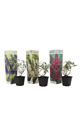 3 árvores de borboletas "Buddleja" - Altura da entrega 25-40 cm