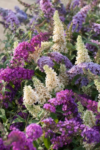 3 árvores de borboletas "Buddleja" - Altura da entrega 25-40 cm