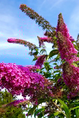 3 árvores de borboletas "Buddleja" - Altura da entrega 25-40 cm