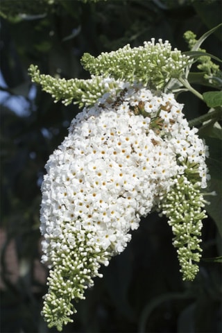 3 árvores de borboletas "Buddleja" - Altura da entrega 25-40 cm