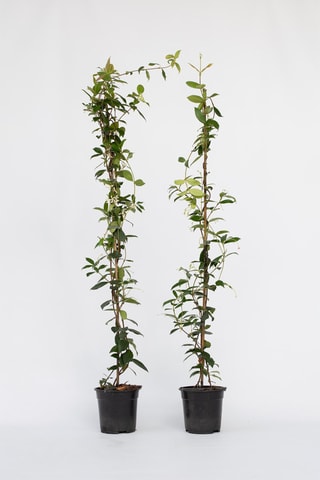 2 plantas XL de jasmim "Toscano" - Altura da entrega 110-120 cm
