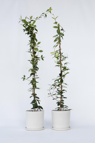 2 plantas XL de jasmim "Toscano" - Altura da entrega 110-120 cm