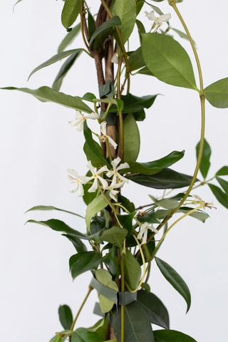 2 plantas XL de jasmim "Toscano" - Altura da entrega 110-120 cm