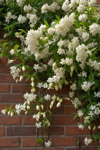 2 plantas XL de jasmim "Toscano" - Altura da entrega 110-120 cm