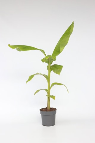 Bananeira Musa Basjoo XL - Altura da entrega 55-70 cm