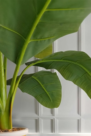 Bananeira Musa Basjoo XL - Altura da entrega 55-70 cm