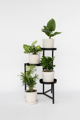 4 plantas de interior purificadoras do ar - Altura da entrega 25-40 cm