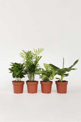 4 plantas de interior purificadoras do ar - Altura da entrega 25-40 cm