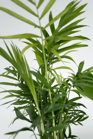 4 plantas de interior purificadoras do ar - Altura da entrega 25-40 cm
