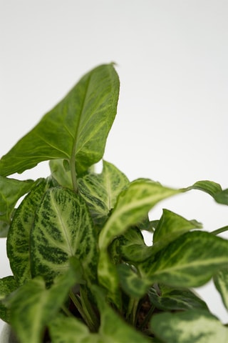 4 plantas de interior purificadoras do ar - Altura da entrega 25-40 cm
