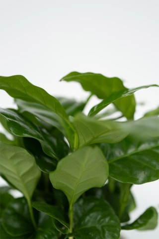 4 plantas de interior purificadoras do ar - Altura da entrega 25-40 cm