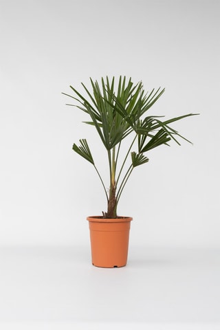 Palmeira da Ásia - Altura da entrega 65-75 cm