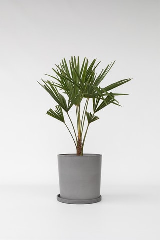 Palmeira da Ásia - Altura da entrega 65-75 cm