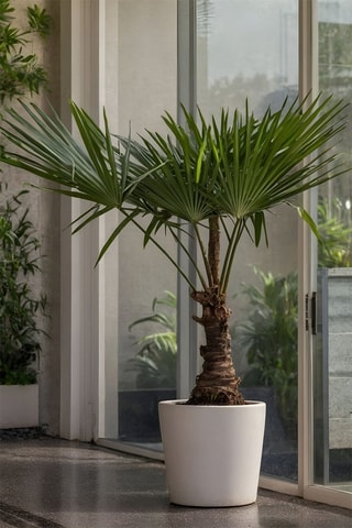 Palmeira da Ásia - Altura da entrega 65-75 cm