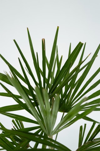 Palmeira da Ásia - Altura da entrega 65-75 cm
