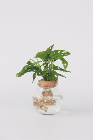 Monstera Adansonii 'Monkey Mask' - Altura da entrega 25-35 cm