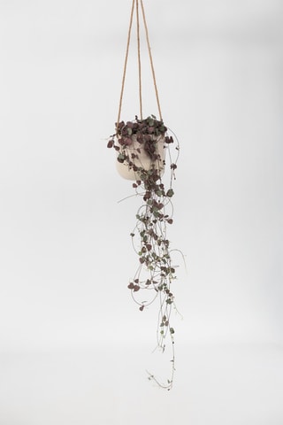 Ceropegia - Altura entregue 20-30 cm