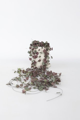 Ceropegia - Altura entregue 20-30 cm