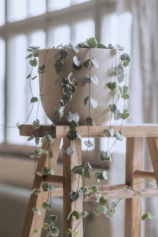 Ceropegia - Altura entregue 20-30 cm