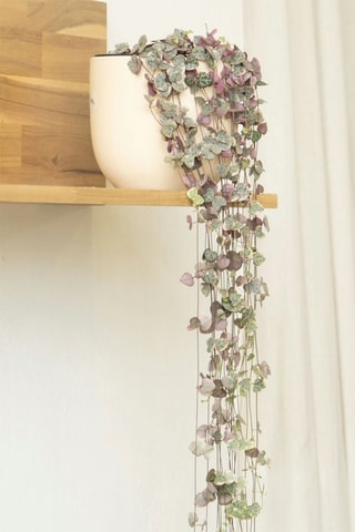 Ceropegia - Altura entregue 20-30 cm