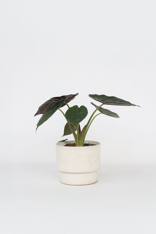 Alocasia Wentii - Altura entregue 70-80 cm