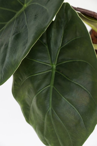 Alocasia Wentii - Altura entregue 70-80 cm