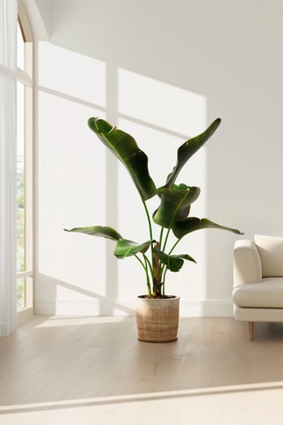 Bananeira anã XL Musa Cavendish - Altura entregue 25-45 cm