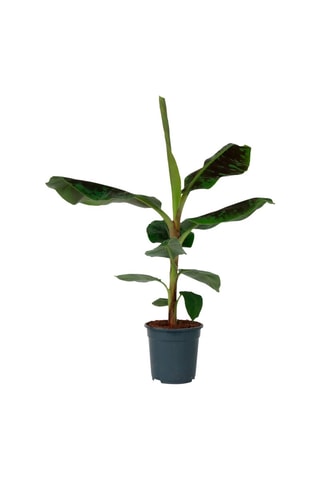 Bananeira anã XL Musa Cavendish - Altura entregue 25-45 cm
