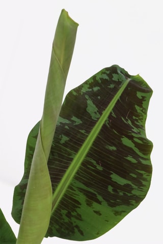 Bananeira anã XL Musa Cavendish - Altura entregue 25-45 cm