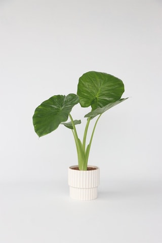 Alocasia odora - Altura entregue: 55 até 75 cm
