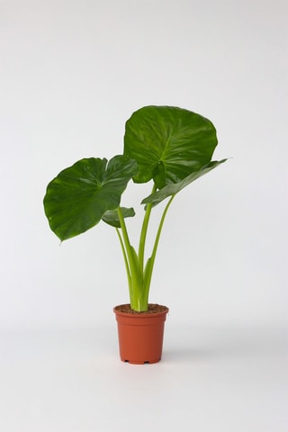 Alocasia odora - Altura entregue: 55 até 75 cm