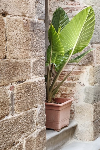 Alocasia odora - Altura entregue: 55 até 75 cm