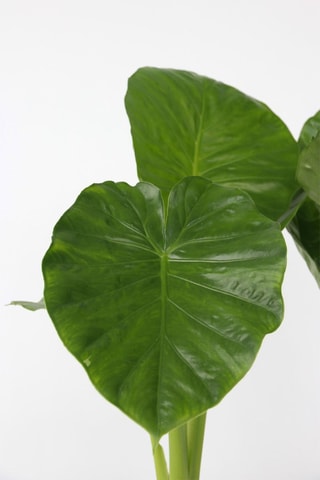 Alocasia odora - Altura entregue: 55 até 75 cm