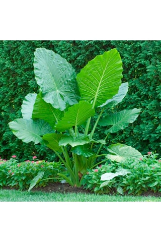 Alocasia odora - Altura entregue: 55 até 75 cm
