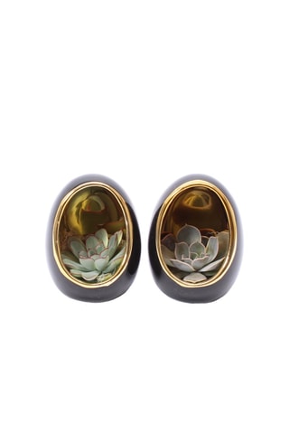 2 Echeverias em ovo decorativo preto e dourado - Altura entregue 12 cm
