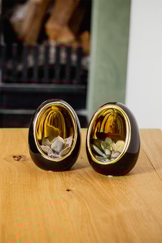 2 Echeverias em ovo decorativo preto e dourado - Altura entregue 12 cm