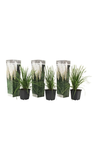 3 herbes de la Pampa - Hauteur livrée 25-40 cm