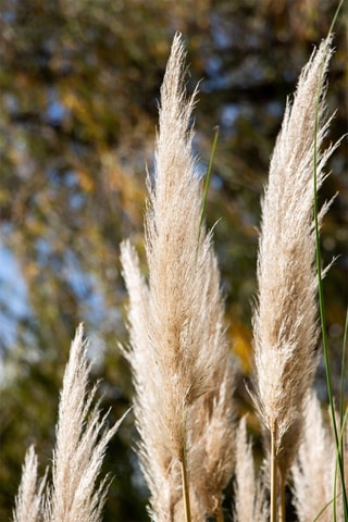 3 herbes de la Pampa - Hauteur livrée 25-40 cm