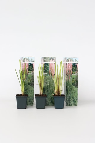 3 herbes de la Pampa - Hauteur livrée 25-40 cm