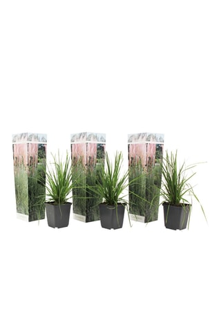 3 herbes de la Pampa - Hauteur livrée 25-40 cm