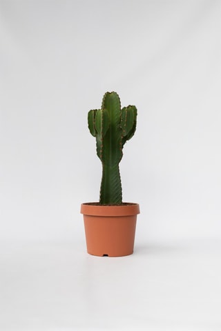 Cato Euphorbia Ingens XL - Altura da entrega 85-95 cm