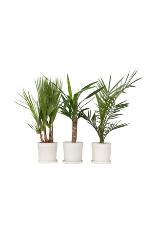Phoenix, Yucca e Washingtonia Altura da entrega 50-70 cm