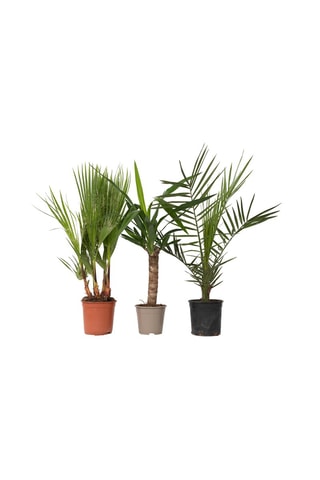 Phoenix, Yucca e Washingtonia Altura da entrega 50-70 cm