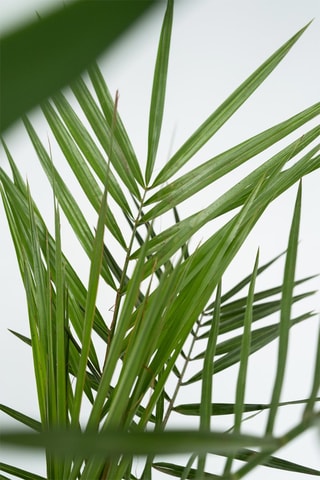 Phoenix, Yucca e Washingtonia Altura da entrega 50-70 cm