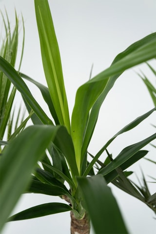 Phoenix, Yucca e Washingtonia Altura da entrega 50-70 cm
