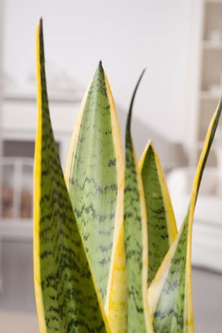 Plante Serpent - Altura entregue 60-70 cm