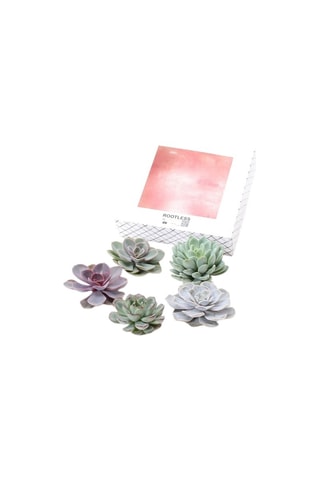 5 Echeveria Altura entregue 7 cm