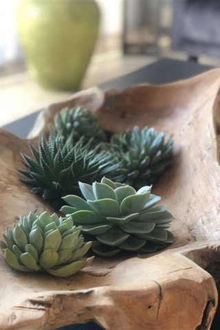 5 Echeveria Altura entregue 7 cm