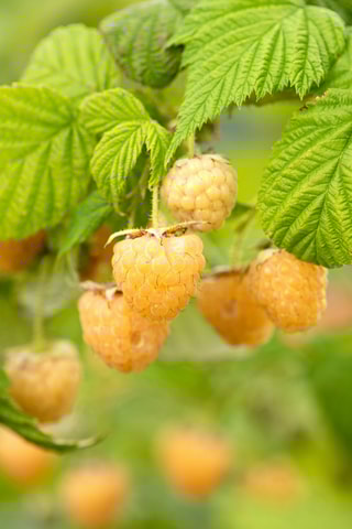 3 árvores de framboesas amarelas 'Rubus Ideaus Fallgold' - Altura da entrega 25-40 cm